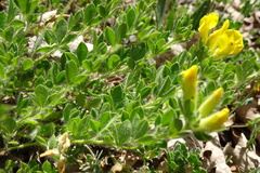 Chamaecytisus supinus