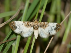 Eupithecia breviculata