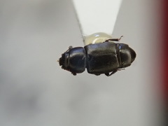 Carpophilus brachypterus