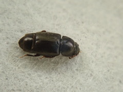 Carpophilus brachypterus