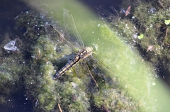 Orthetrum cancellatum