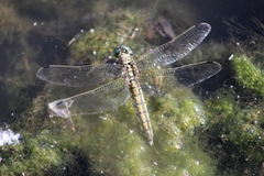 Orthetrum cancellatum