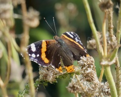 Vanessa atalanta