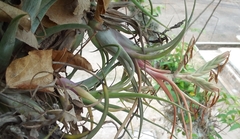 Tillandsia