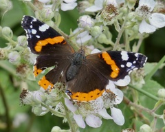Vanessa atalanta