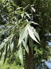 Salix