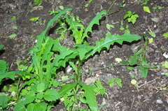 Lactuca serriola