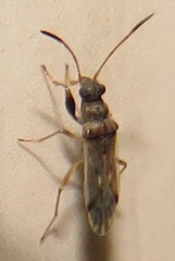 Pseudopachybrachius reductus