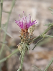 Centaurea parviflora