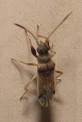 Pseudopachybrachius reductus