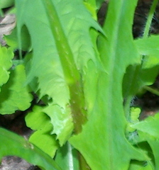 Lactuca serriola