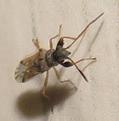 Pseudopachybrachius reductus