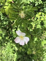Rosa