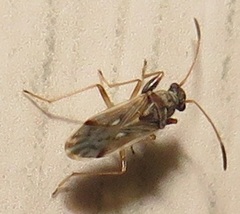 Pseudopachybrachius reductus