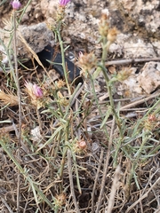 Centaurea parviflora
