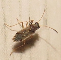 Pseudopachybrachius reductus