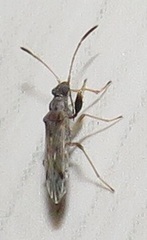 Pseudopachybrachius reductus