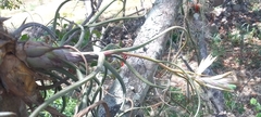 Tillandsia pseudobaileyi