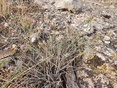 Centaurea parviflora