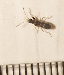 Pseudopachybrachius reductus