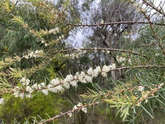Hakea varia