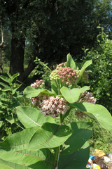 Asclepias syriaca