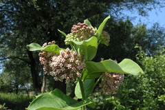 Asclepias syriaca
