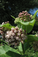 Asclepias syriaca