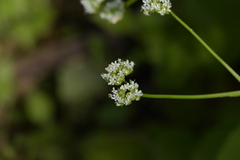 Valerianella umbilicata