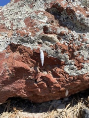 Albinaria caerulea