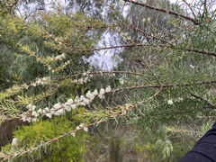 Hakea varia
