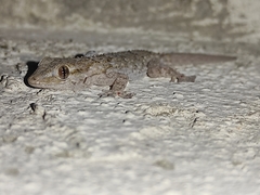 Tarentola mauritanica