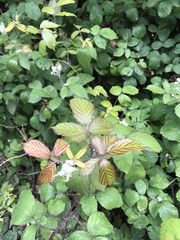 Rubus