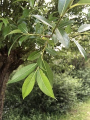 Salix