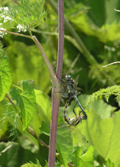 Orthetrum albistylum