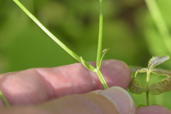 Valerianella umbilicata