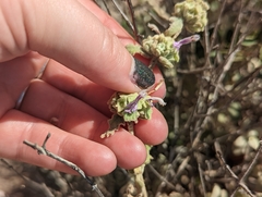 Pseudodictamnus acetabulosus