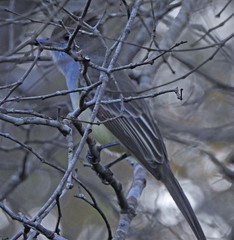 Myiarchus ferox