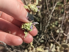 Pseudodictamnus acetabulosus