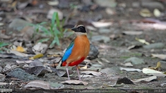 Pitta moluccensis