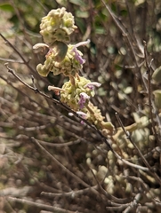 Pseudodictamnus acetabulosus