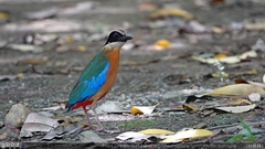 Pitta moluccensis