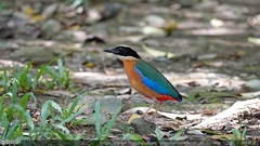 Pitta moluccensis