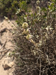 Pseudodictamnus acetabulosus