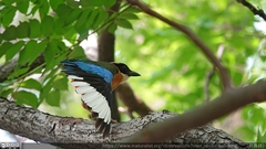 Pitta moluccensis