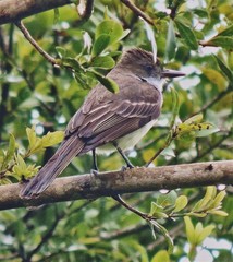 Myiarchus ferox
