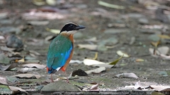 Pitta moluccensis