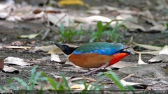 Pitta moluccensis