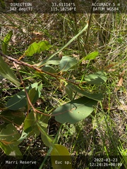 Eucalyptus patens