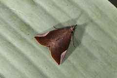 Hypena mactatalis